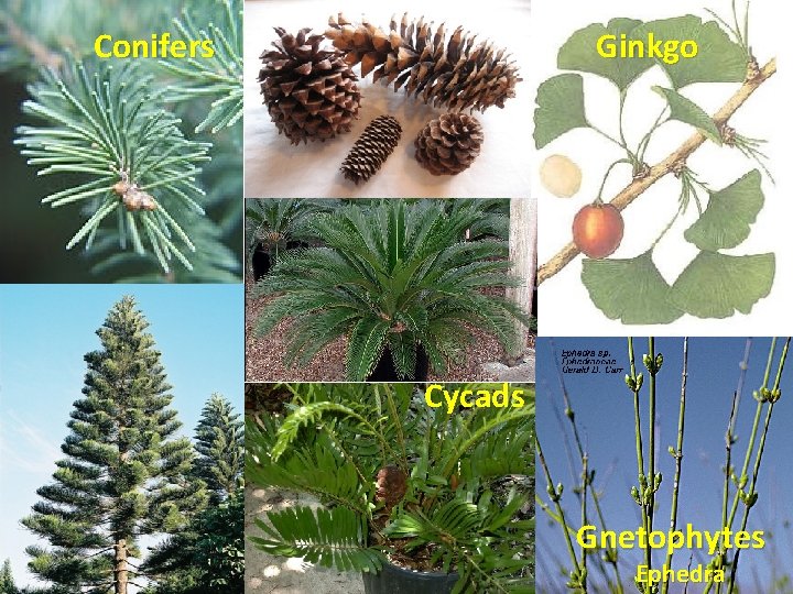 Conifers Ginkgo Cycads Gnetophytes Ephedra 