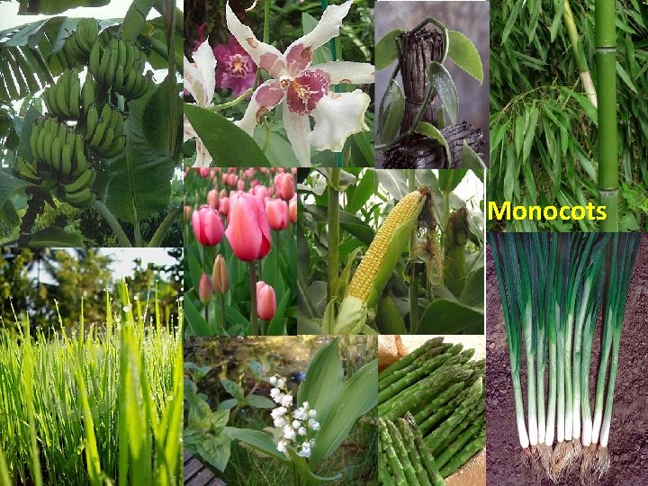 Monocots 