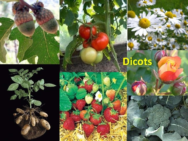Dicots 