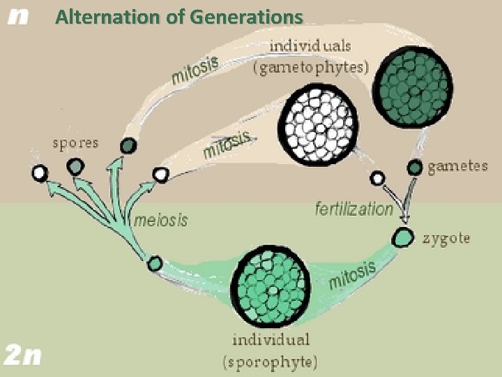 Alternation of Generations 