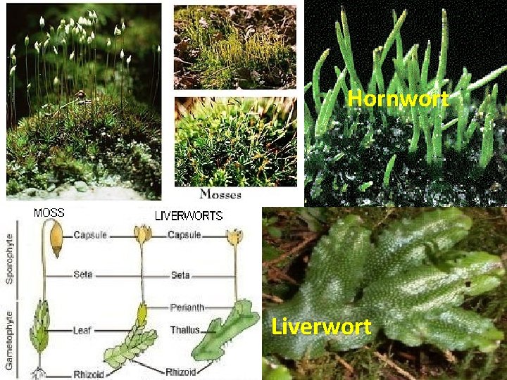 Hornwort Liverwort 