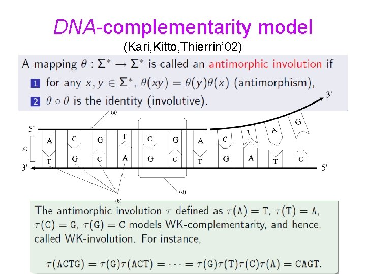 DNA-complementarity model (Kari, Kitto, Thierrin’ 02) 