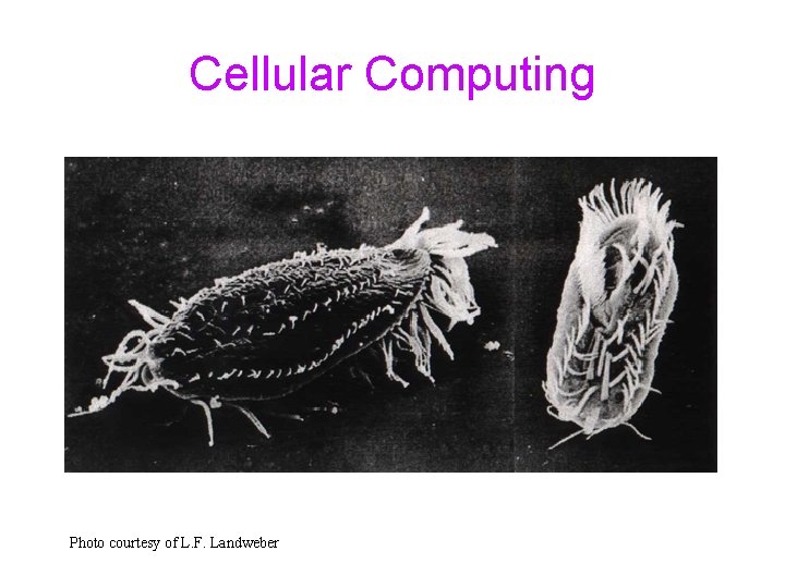 Cellular Computing Photo courtesy of L. F. Landweber 