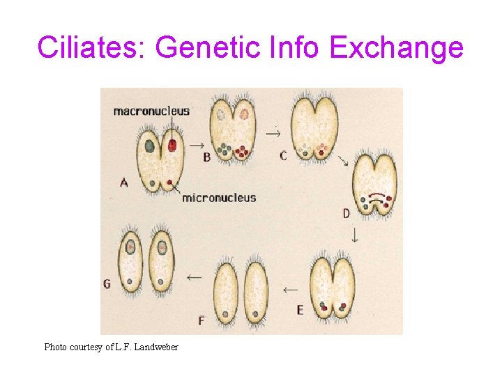 Ciliates: Genetic Info Exchange Photo courtesy of L. F. Landweber 