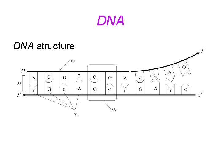 DNA structure 