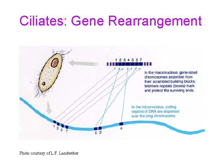 Ciliates: Gene Rearrangement Photo courtesy of L. F. Landweber 