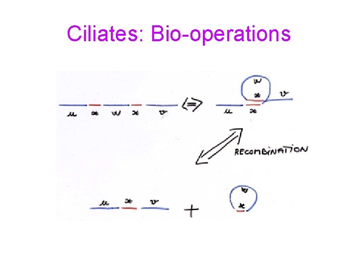 Ciliates: Bio-operations 