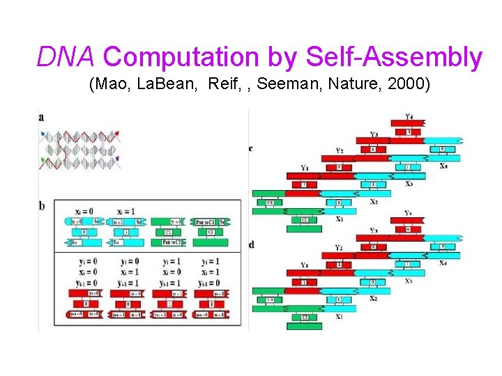 DNA Computation by Self-Assembly (Mao, La. Bean, Reif, , Seeman, Nature, 2000) 