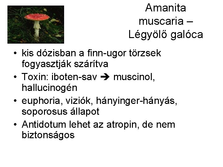 Amanita muscaria – Légyölő galóca • kis dózisban a finn-ugor törzsek fogyasztják szárítva •