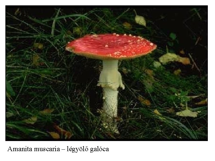 Amanita muscaria – légyölő galóca 