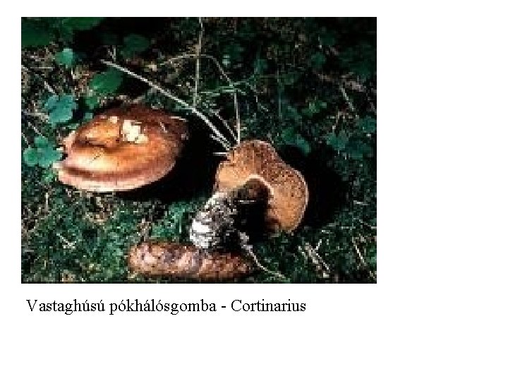 Vastaghúsú pókhálósgomba - Cortinarius 