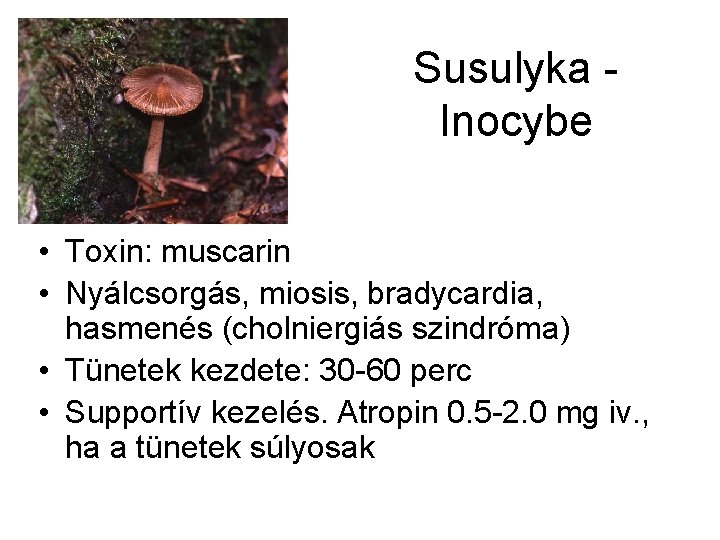 Susulyka Inocybe • Toxin: muscarin • Nyálcsorgás, miosis, bradycardia, hasmenés (cholniergiás szindróma) • Tünetek