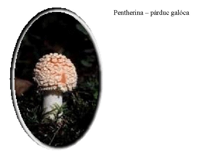 Pentherina – párduc galóca 