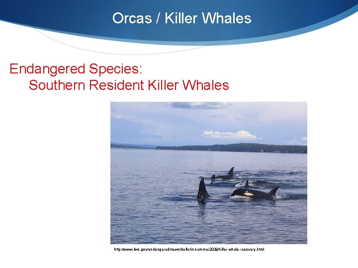 Orcas / Killer Whales Endangered Species: Southern Resident Killer Whales http: //www. fws. gov/endangered/news/bulletin-summer