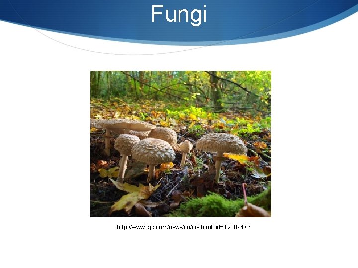 Fungi http: //www. djc. com/news/co/cis. html? id=12009476 