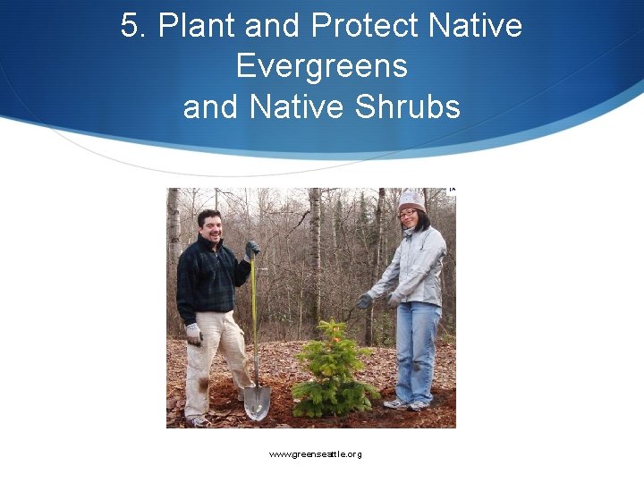 5. Plant and Protect Native Evergreens and Native Shrubs www. greenseattle. org 