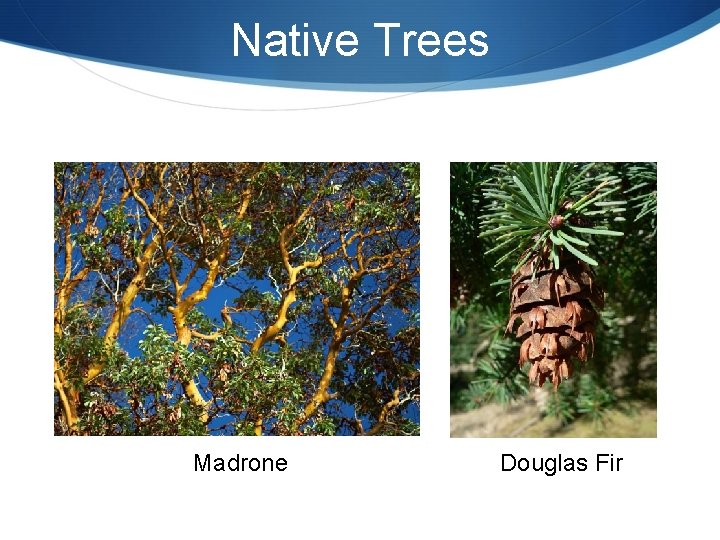 Native Trees Madrone Douglas Fir 