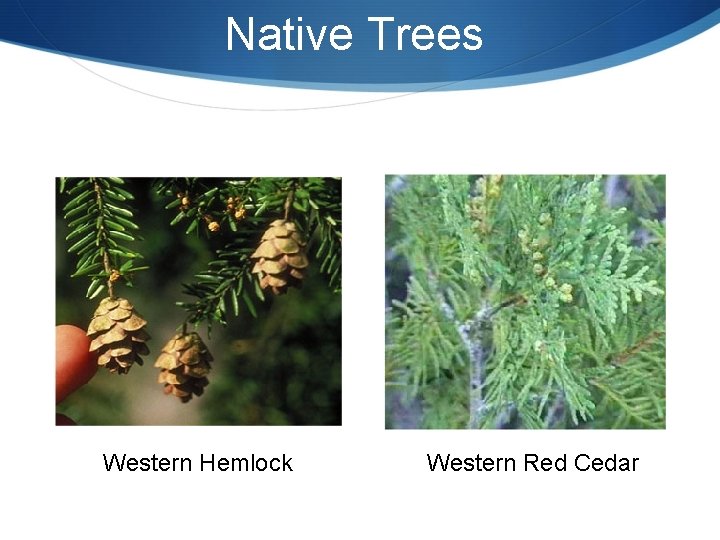 Native Trees Western Hemlock Western Red Cedar 