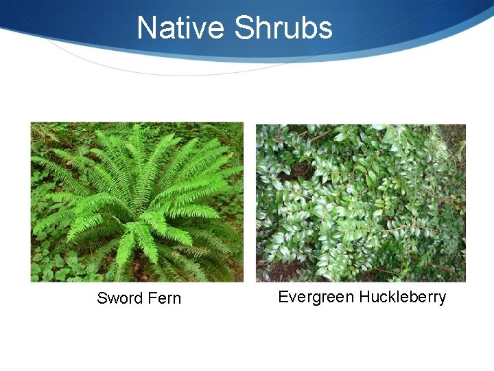 Native Shrubs Sword Fern Evergreen Huckleberry 