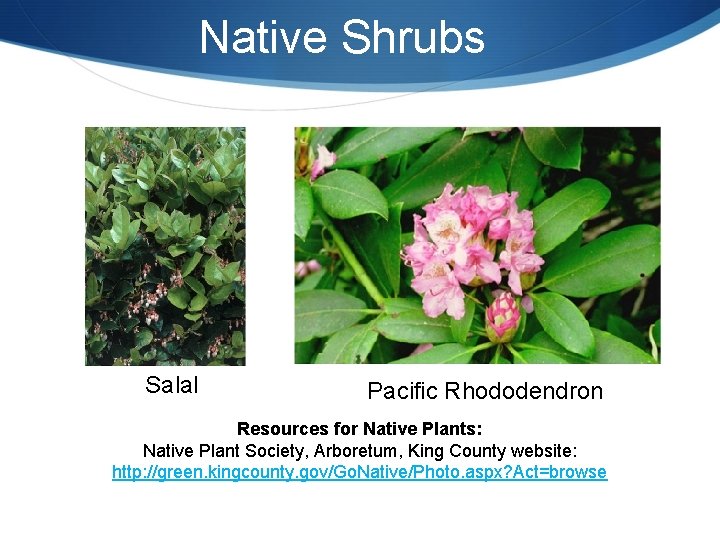 Native Shrubs Salal Pacific Rhododendron Resources for Native Plants: Native Plant Society, Arboretum, King