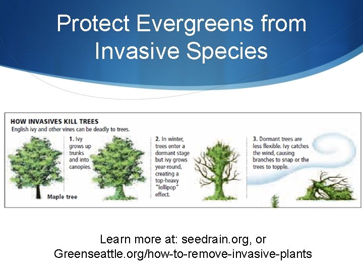 Protect Evergreens from Invasive Species Learn more at: seedrain. org, or Greenseattle. org/how-to-remove-invasive-plants 