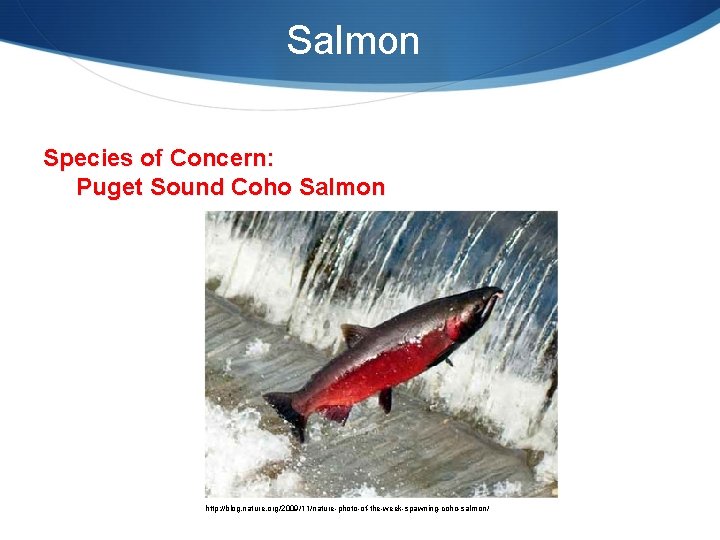 Salmon Species of Concern: Puget Sound Coho Salmon http: //blog. nature. org/2009/11/nature-photo-of-the-week-spawning-coho-salmon/ 