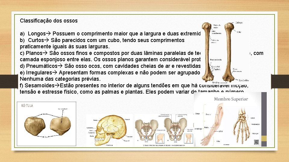 Classificação dos ossos a) Longos Possuem o comprimento maior que a largura e duas