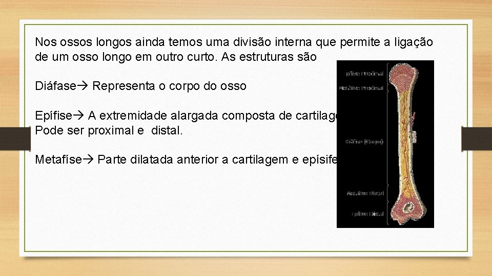 Nos ossos longos ainda temos uma divisão interna que permite a ligação de um