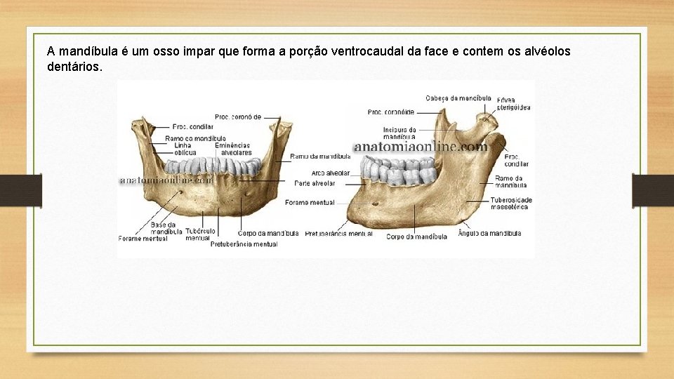 A mandíbula é um osso impar que forma a porção ventrocaudal da face e