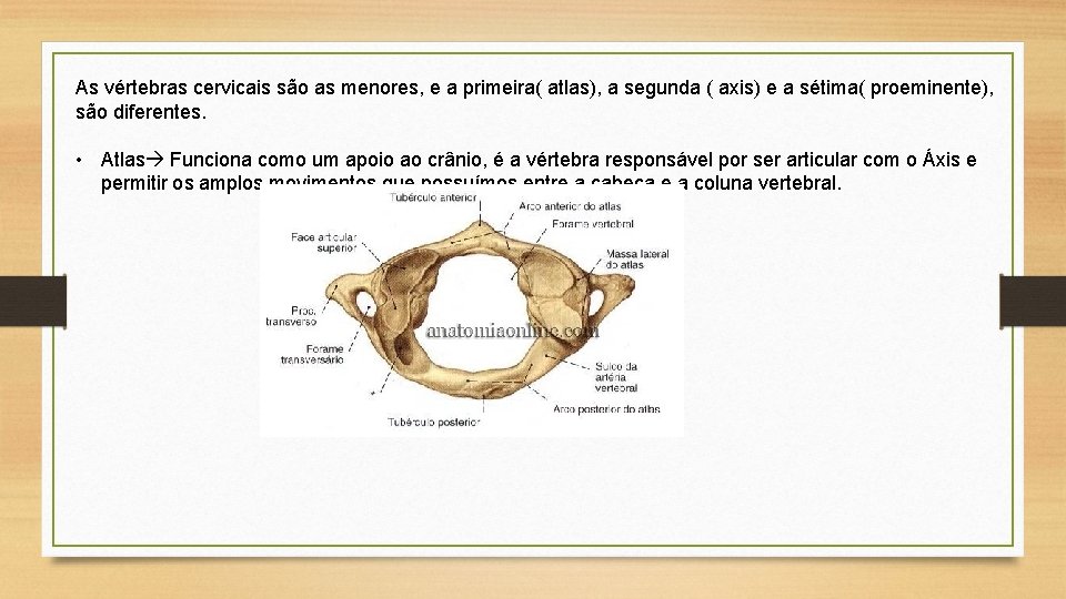 As vértebras cervicais são as menores, e a primeira( atlas), a segunda ( axis)