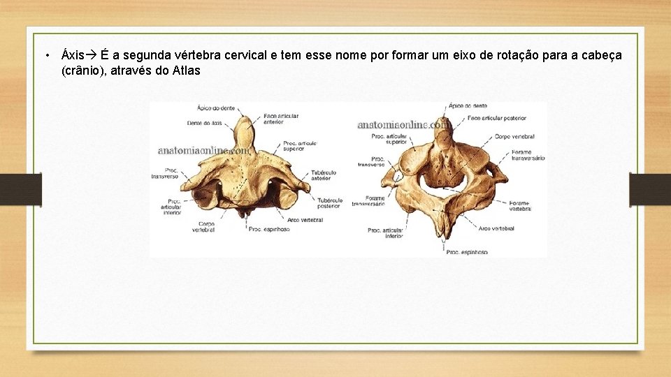 • Áxis É a segunda vértebra cervical e tem esse nome por formar