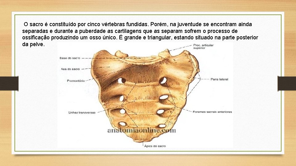 O sacro é constituído por cinco vértebras fundidas. Porém, na juventude se encontram ainda