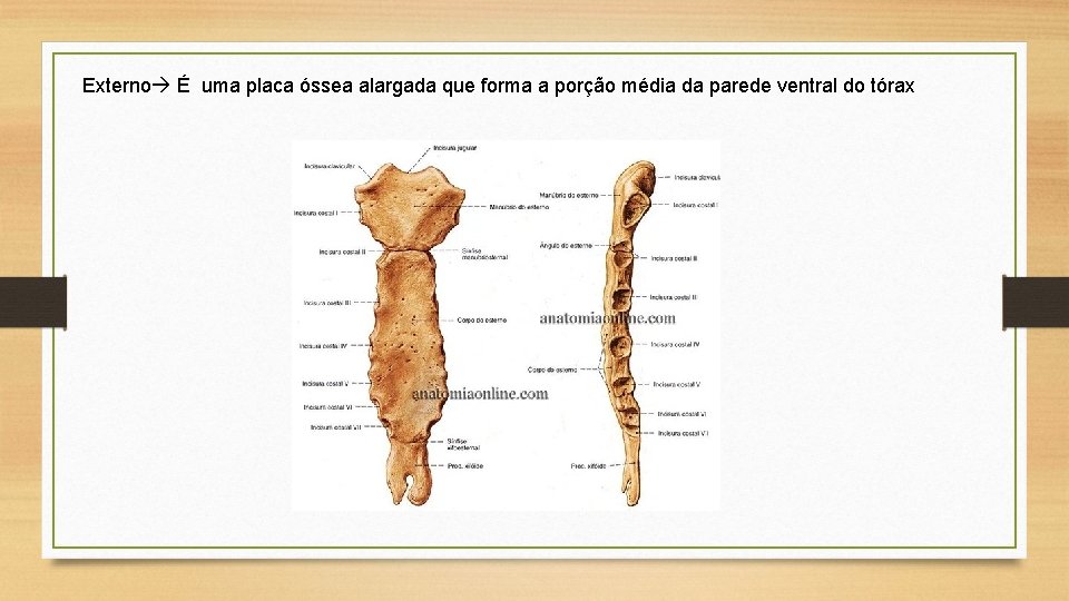 Externo É uma placa óssea alargada que forma a porção média da parede ventral