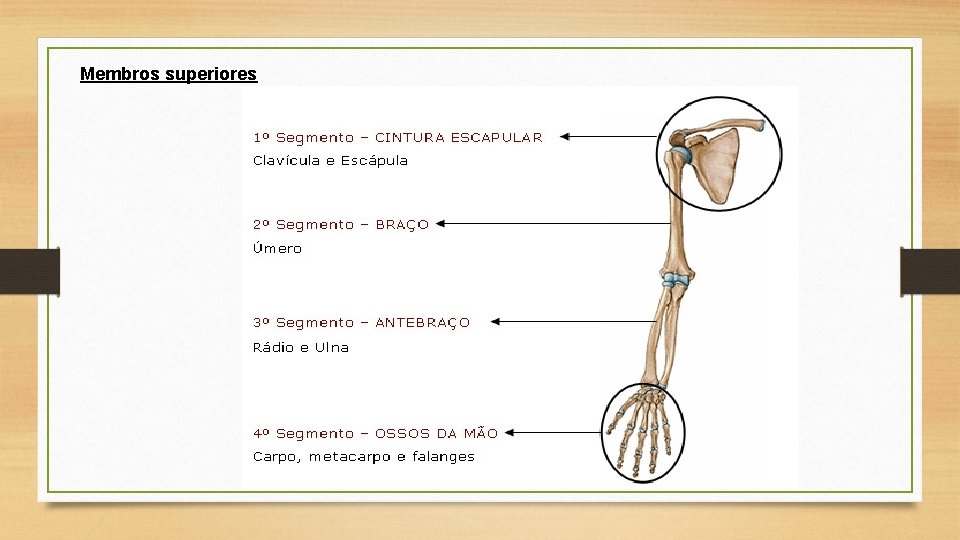 Membros superiores 