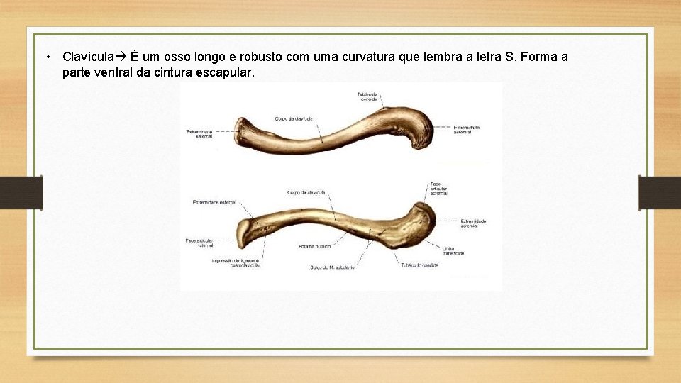  • Clavícula É um osso longo e robusto com uma curvatura que lembra