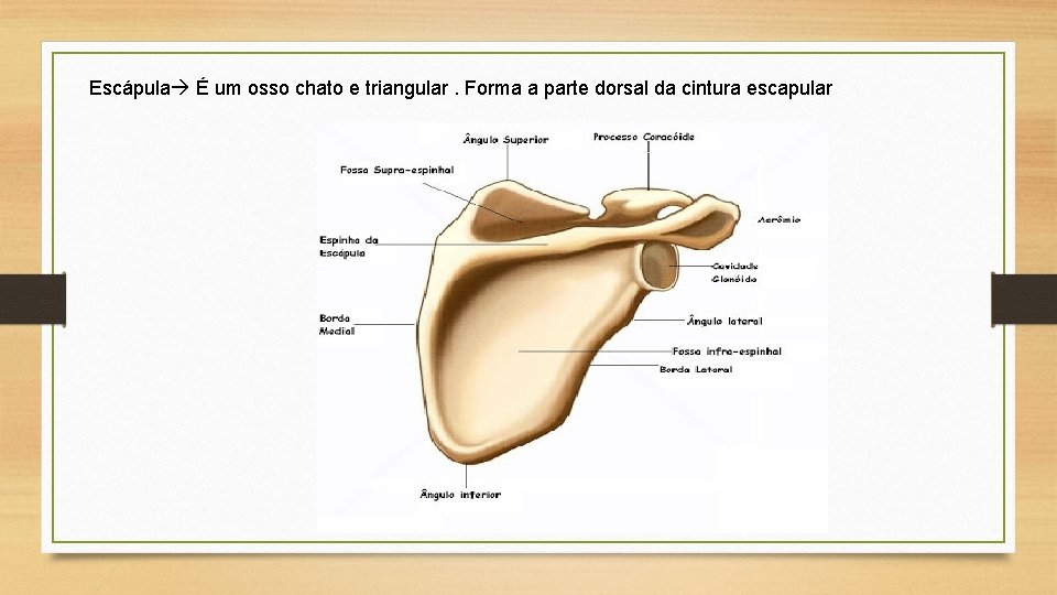 Escápula É um osso chato e triangular. Forma a parte dorsal da cintura escapular