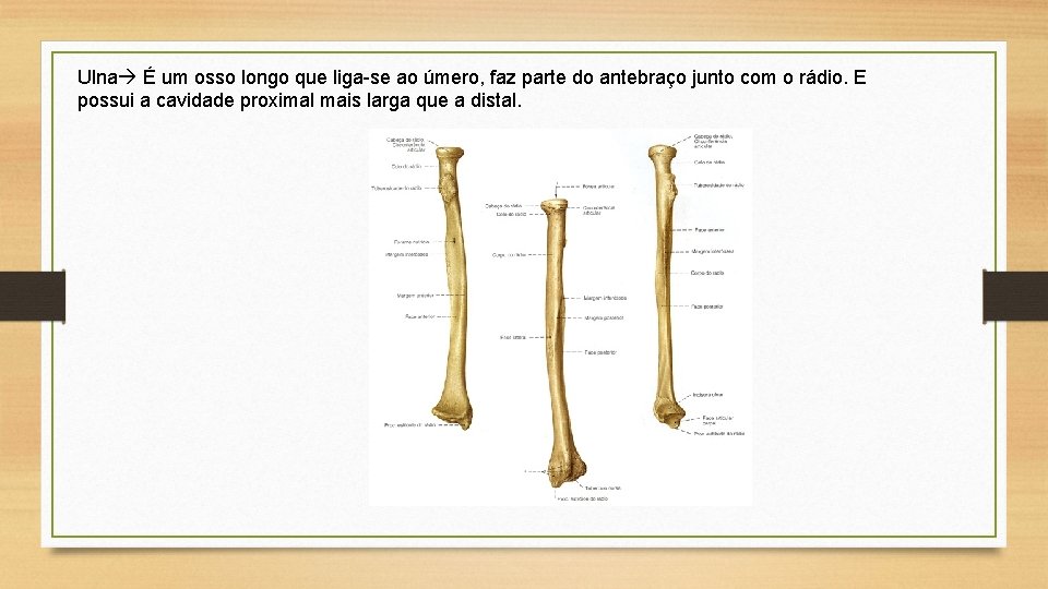 Ulna É um osso longo que liga-se ao úmero, faz parte do antebraço junto