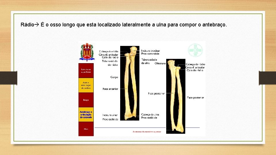 Rádio É o osso longo que esta localizado lateralmente a ulna para compor o