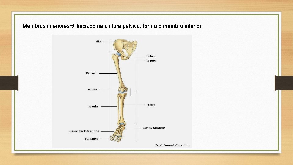 Membros inferiores Iniciado na cintura pélvica, forma o membro inferior 