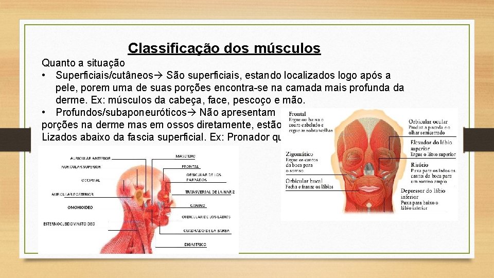 Classificação dos músculos Quanto a situação • Superficiais/cutâneos São superficiais, estando localizados logo após