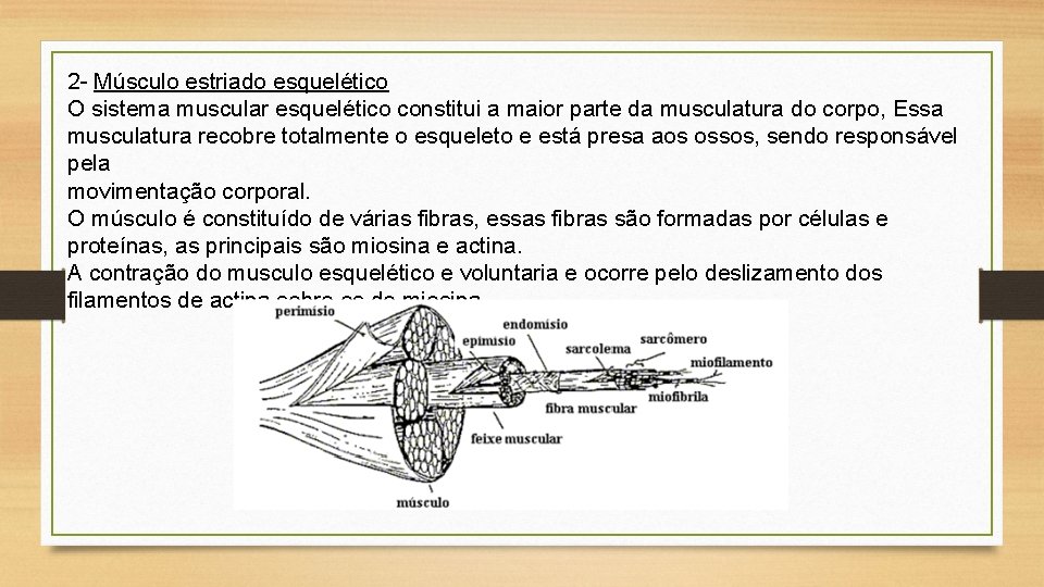 2 - Músculo estriado esquelético O sistema muscular esquelético constitui a maior parte da