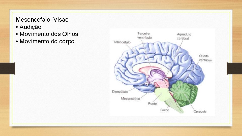 Mesencefalo: Visao • Audição • Movimento dos Olhos • Movimento do corpo 