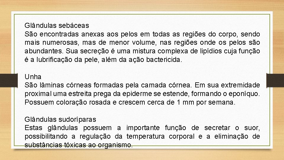 Glândulas sebáceas São encontradas anexas aos pelos em todas as regiões do corpo, sendo