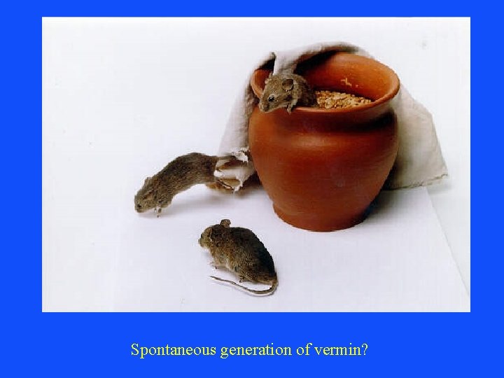 Spontaneous generation of vermin? 