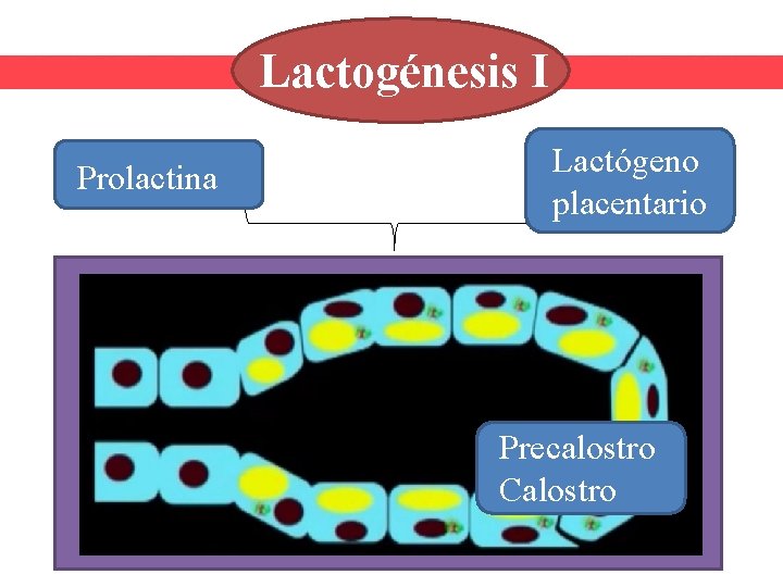 Lactogénesis I Prolactina Lactógeno placentario Precalostro Calostro 