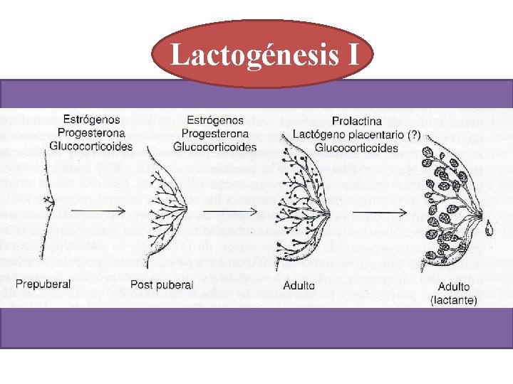 Lactogénesis I 