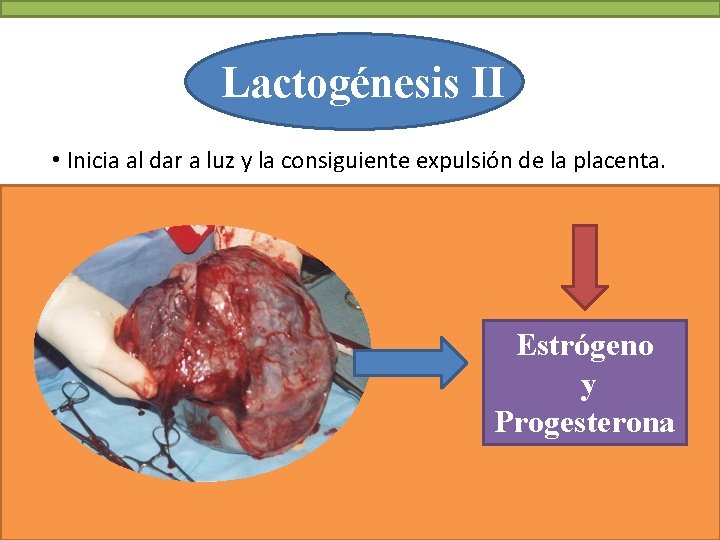 Lactogénesis II • Inicia al dar a luz y la consiguiente expulsión de la
