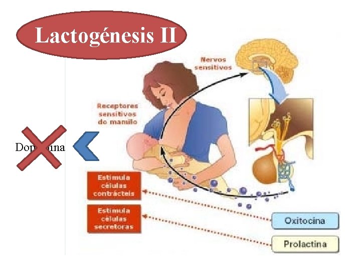 Lactogénesis II Dopamina 