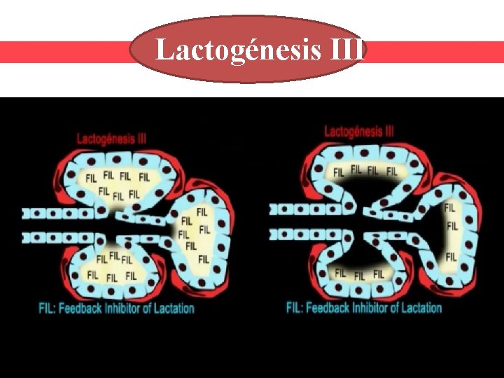 Lactogénesis III 