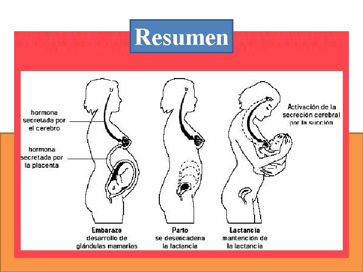 Resumen 